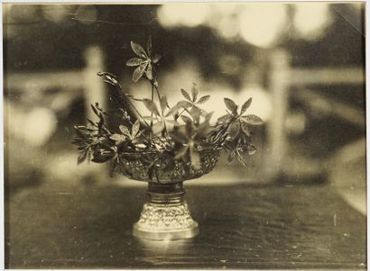 BOTANIQUE Nature morte aux fleurs, cèdre du Liban, Lys, étude de plantes, épis de...