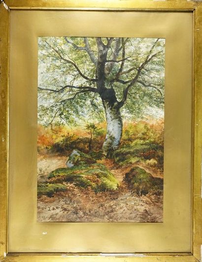 Z CHAUDAZE ? 1892 "Arbre en forêt". Aquarelle. 54 x 36.5 cm