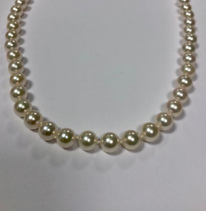 null 
Necklace of natural pearls Akoya Japan 7,5 7 mmm

Length 46 cm Silver clasp

Pb:...