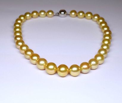 null Important necklace of GOLD (South sea) pearls in a fall of 10,5 - 12 mm. Perfect...