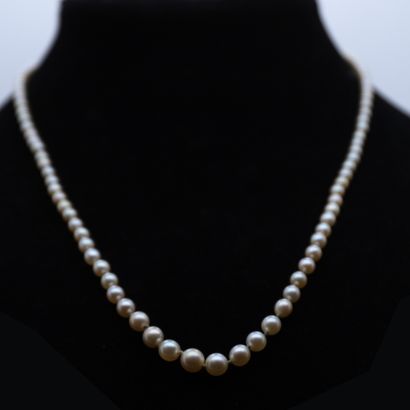 NECKLACE IN CULTURED PEARLS IN FALL AND CLASP...