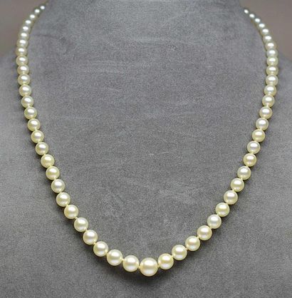 null Collier de perles naturelles AKOYA en chute de 5,5 à 8,5 mm. Fermoir boîte en...