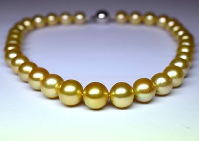 null Important collier en perles de couleur Gold 11,5 - 14 mm. Fermoir or blanc