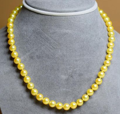 null Très rare, cet important collier collier couleur GOLD AKOYA diamètre 7,5-8 mm...
