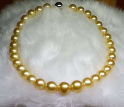 null Important collier en perles de couleur Gold 11,5 - 14 mm. Fermoir or blanc