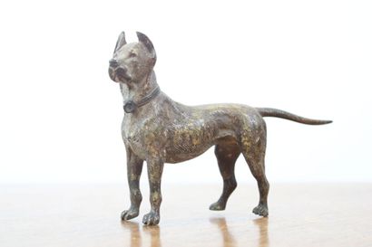 null VIENNA. Doberman at the stop, bronze. 19th century. Dimensions : 8 x 12.5 x...