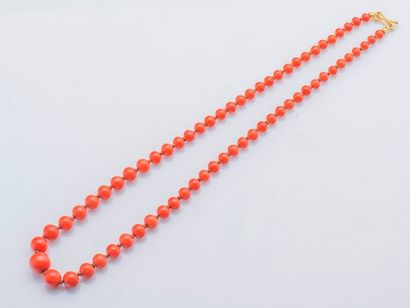 null Necklace of falling coral beads (corallium spp. CITES Appendix II B pre-convention),...