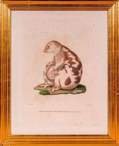 Jean Louis Denis COUTANT (1776 - ?) Two copper engravings enhanced in colour representing...