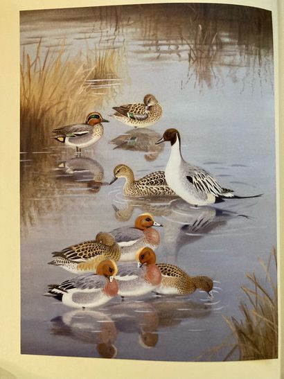 MARTIN & ROBJENT MARTIN & ROBJENT. Sporting wildfowl of the British Isles. Studies...
