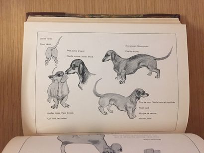 Chiens de chasse HUNTING DOGS - SERVIER. Best hunting dogs. 1949 - MÉRY. Hunting...