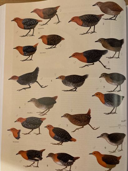 DEL HOYO, ELIOTT & SARGATAL DEL HOYO, ELIOTT & SARGATAL. Handbook of the birds of...