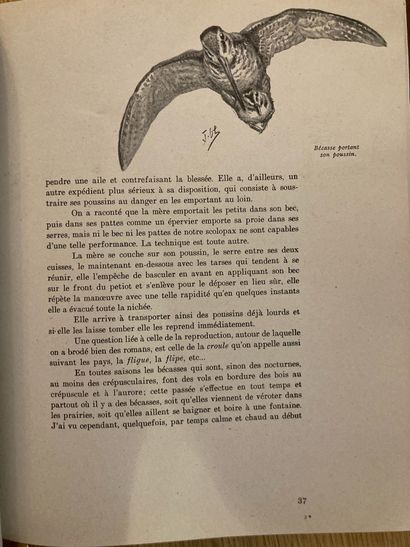 OBERTHUR OBERTHÜR. Bécasse, bécassines et petits échassiers. Paris, Durel, 1948 ;...