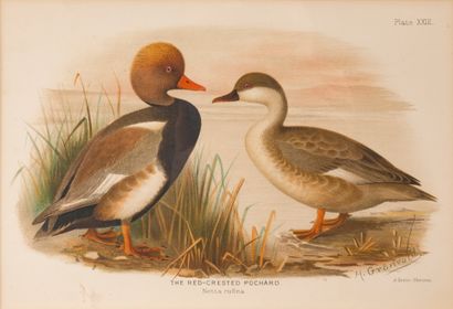 D’après Henrik GRÖNVOLD (1858-1940) Suite of 11 engravings in color of ducks