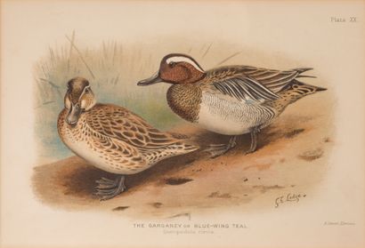 D’après Henrik GRÖNVOLD (1858-1940) Suite of 11 engravings in color of ducks