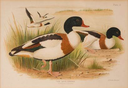 D’après Henrik GRÖNVOLD (1858-1940) Suite de 11 gravures en couleur de canards