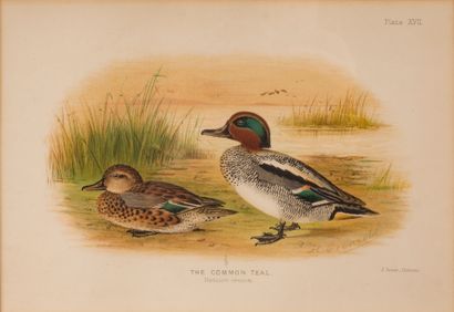 D’après Henrik GRÖNVOLD (1858-1940) Suite of 11 engravings in color of ducks