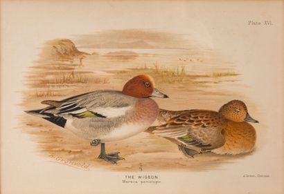 D’après Henrik GRÖNVOLD (1858-1940) Suite de 11 gravures en couleur de canards