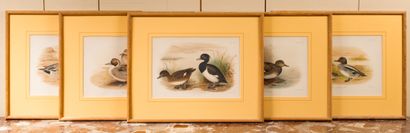 D’après Henrik GRÖNVOLD (1858-1940) Suite of 11 engravings in color of ducks