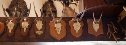 Chevreuil d'Europe European roe deer (Capreolus capreolus) (CH) : a set of 6 wooden...
