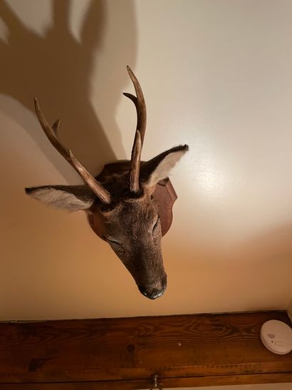 Chevreuil d'Europe European roe deer (Capreolus capreolus) (CH) : head with antlers...