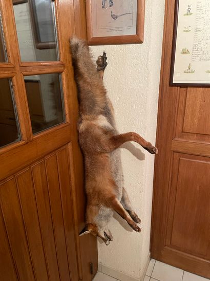 Renard roux Red fox (Vulpes vulpes) (CH) : naturalized specimen in still life

Species...