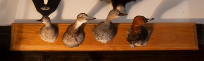 A set of 4 naturalized heads of Anatidae...