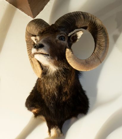 Mouflon d'Europe