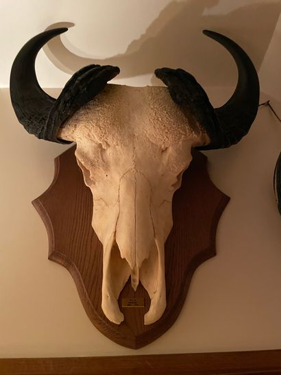 Buffle de savane Savannah Buffalo (Syncerus caffer brachyceros) (CH) : massacre mounted...