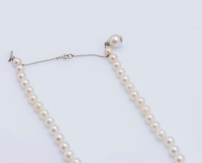 null Necklace of a row of 81 cream cultured pearls in fall, 18K (750 ‰) white gold...