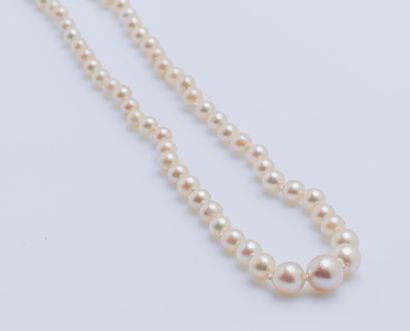 null Small necklace of one row of falling cream cultured pearls, forming a choker,...