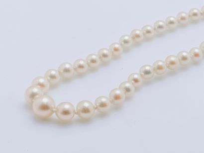 null Necklace of a row of pearls of culture in fall, the clasp shuttle in white gold...