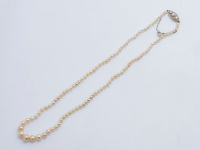 null Necklace of falling cultured pearls, the clasp in 18K gold (750 ‰) and platinum...
