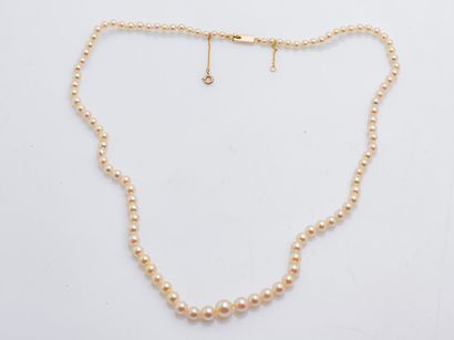 null Necklace of a row of pearls of culture in fall, the clasp in yellow gold 18...