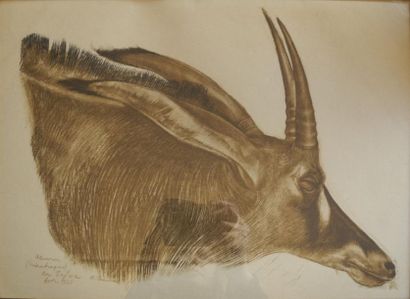 Alexander Evgenevich IACOVLEFF (1887-1938) Etude d'antilope, 1925 Estampe en couleurs,...