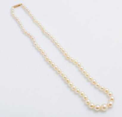 null Collier de 72 perles de culture en chute, fermoir en or jaune 18 carats (750...