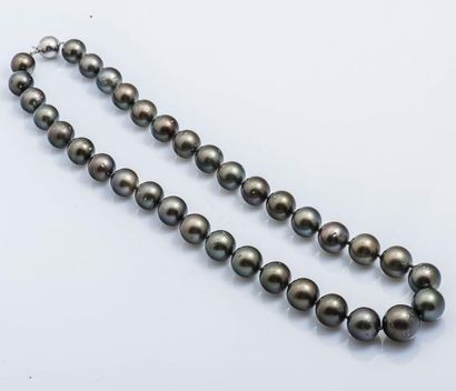 null Collier de perles de culture de Tahiti de 11 à 14 mm en chute. Fermoir en or...