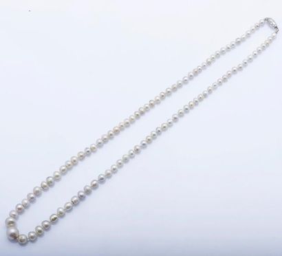 null Collier de 95 perles fines en chute, fermoir en or gris 18 carats (750 millièmes)...