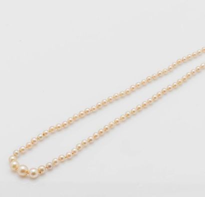 null Collier de perles en chute, formé de 22 perles fines et 99 perles de culture...