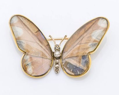null Broche papillon en partie naturalisé, la monture en or jaune 14 carats (585...