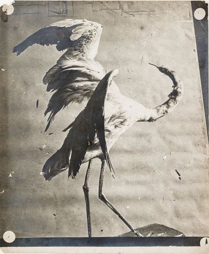 José Maria Sert (1874-1945) Étude d’oiseaux empaillés ou en plâtre, c. 1910-1930....