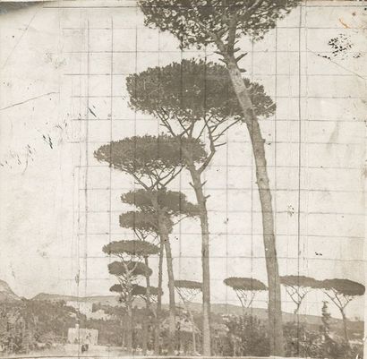 José Maria Sert (1874-1945) Études d’arbres pour divers projets et compositions,...