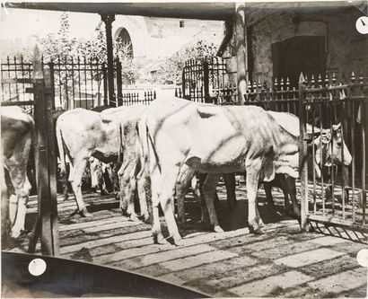 José Maria Sert (1874-1945) Études d’animaux, c. 1910 - 1920. 

Bovidés.

Vaches....