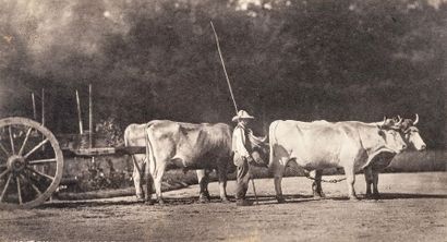 Olympe Aguado (1827-1894) Attelage de bœufs de profil, c. 1855. 

Épreuve sur papier...