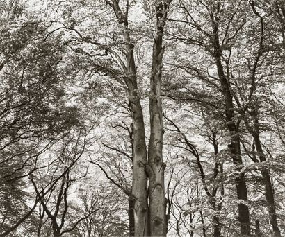 Tuna Ciner (1952)
 Trees, 1980-1981. 
Hannover. Baume. 
12 épreuves argentiques d’époque....