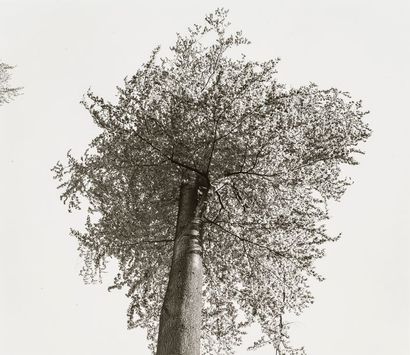 Tuna Ciner (1952)
 Trees, 1980-1981. 
Hannover. Baume. 
12 épreuves argentiques d’époque....