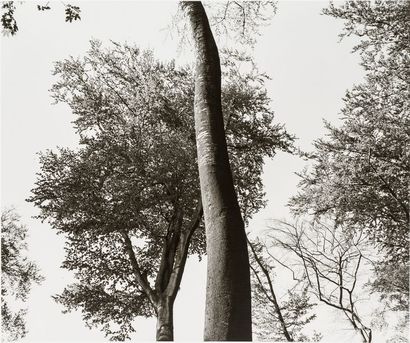 Tuna Ciner (1952) Trees, 1980-1981. 

Hannover. Baume. 

12 épreuves argentiques...