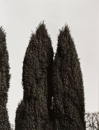Tuna Ciner (1952) Trees, 1979-1981.

Spain. Berggarten. Braunschweig. Hannover. Stocken....
