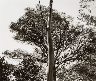 Tuna Ciner (1952) Trees, 1979-1981.

Spain. Berggarten. Braunschweig. Hannover. Stocken....