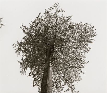 Tuna Ciner (1952) Trees, 1979-1981.

Spain. Berggarten. Braunschweig. Hannover. Stocken....