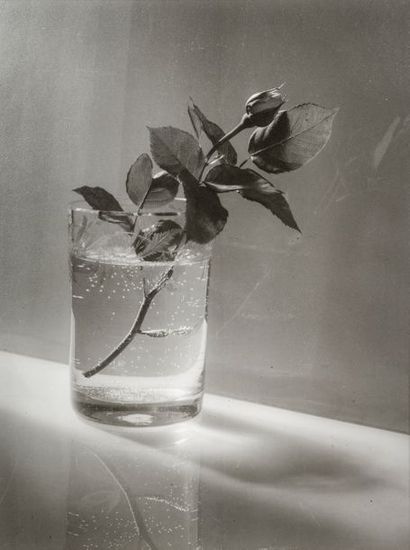 Josef Sudek (1896-1976) Portfolio 5. 10 Photographs 1940-1966. 

White Rose Bud,...